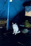 http://kengonoguchi.com/files/gimgs/th-9_026.jpg